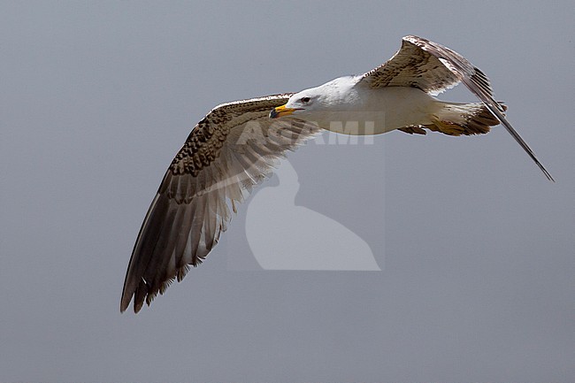 Armeense Meeuw in vlucht; Armenian Gull (Larus armenicus) in flight stock-image by Agami/Daniele Occhiato,