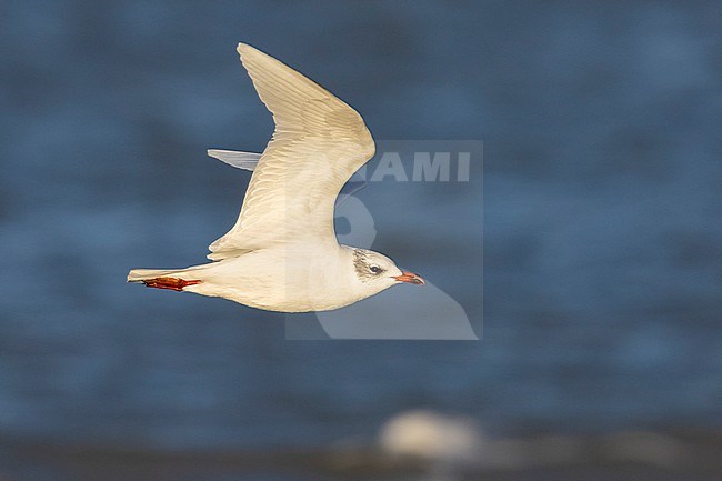 Mediterranean Gull (Ichthyaetus melanocephalus), side view of an adult in winter plumage in flight, Campania, Italy stock-image by Agami/Saverio Gatto,