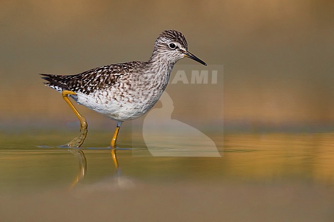 Wood Sandpiper (Tringa glareola) during migration in Italy. Standing in shallow water. stock-image by Agami/Daniele Occhiato,