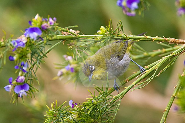 Cape White-eye (Zosterops virens) foraging in scrub along the cape near Cape Town. stock-image by Agami/Marc Guyt,