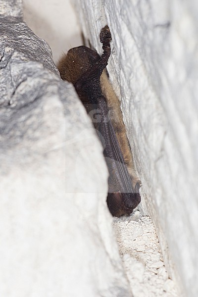 Brandt's bat in hibernation stock-image by Agami/Theo Douma,