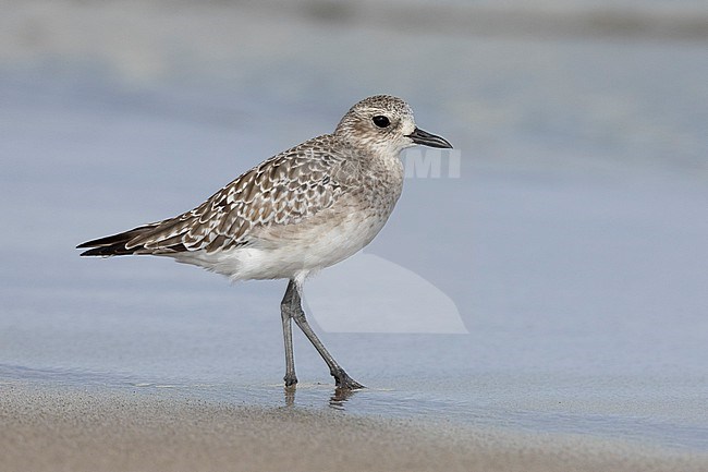 Grey Plover (Pluvialis squatarola), side view of an adult standing on the shore, Campania, Italy stock-image by Agami/Saverio Gatto,