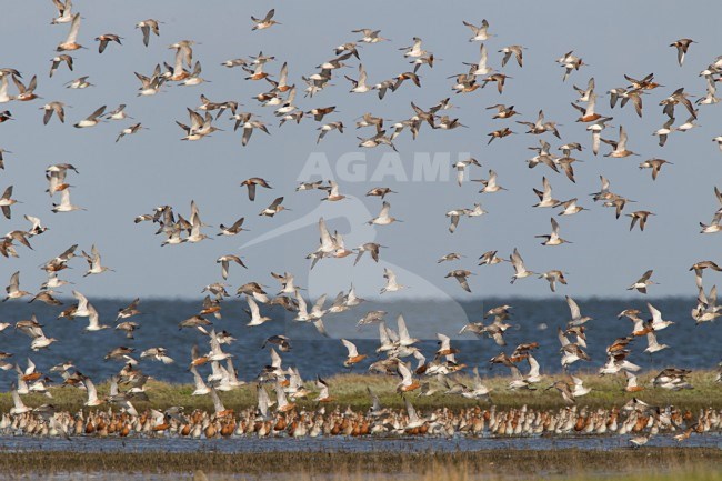 Kanoeten en Rosse Grutto's; Knots and Bar-tailed Godwits stock-image by Agami/Harvey van Diek,