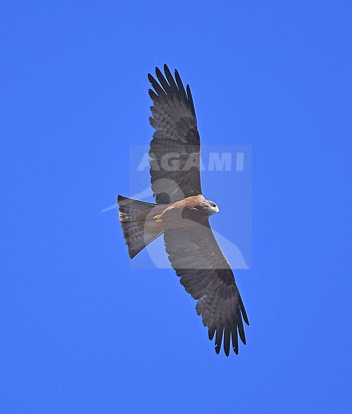 The Yellow-billed Kite is a wide-spread raptor south of the Sahara. stock-image by Agami/Eduard Sangster,