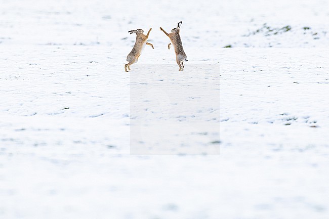 Europese Haas, European Hare, Lepus europaeus stock-image by Agami/Menno van Duijn,
