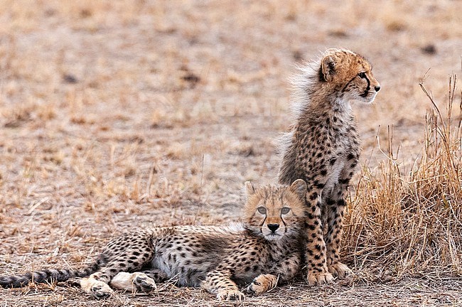 Portrait of two cheetah cub, Acinonyx jubatus. Masai Mara National Reserve, Kenya. stock-image by Agami/Sergio Pitamitz,