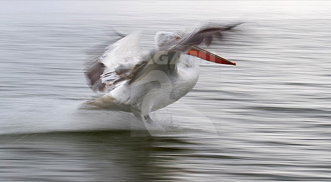 Dalmatian Pelican (Pelecanus crispus) at lake Kerkini, Greece. stock-image by Agami/Marc Guyt,