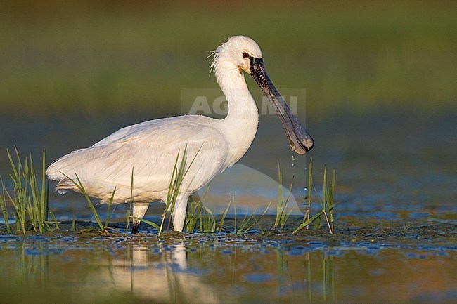 Eurasian Spoonbill (Platalea leucorodia), side view of an immature standing in the water, Campania, Italy stock-image by Agami/Saverio Gatto,