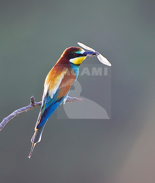Male European Bee-eater (Merops apiaster) sitting on an exposed branch with backlight in Hungary. Perched with a caught dragonfly, waiting for a female. stock-image by Agami/Marc Guyt,