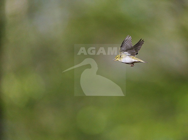 Adult male Wood Warbler (Phylloscopus sibilatrix) singing and displaying in flight in a deciduous forest in spring stock-image by Agami/Ran Schols,