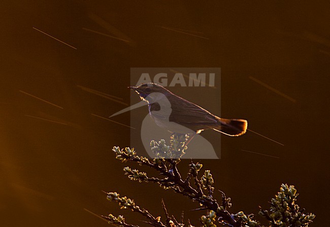 Blauwborst, White-spotted Bluethroat, Luscinia svecica stock-image by Agami/Menno van Duijn,