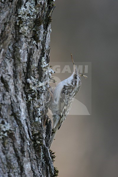 Eurasian Treeceeper against tree in Finland stock-image by Agami/Chris van Rijswijk,