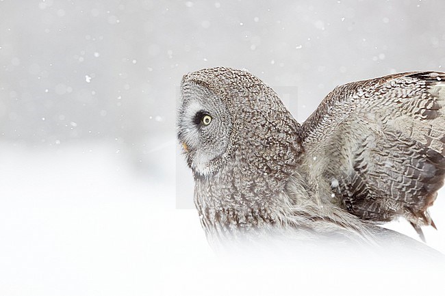 Great Grey Owl (Strix nebulosa) during a cold winter in a taiga forest in northern Finland. stock-image by Agami/Markus Varesvuo,