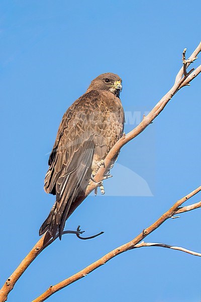 Adult (dark morph)
San Diego Co., CA
April 2023 stock-image by Agami/Brian E Small,