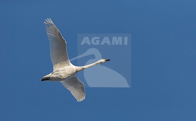 Bewick's Swan, Cygnus bewickii, in flight against a blue sky as background. stock-image by Agami/Marc Guyt,