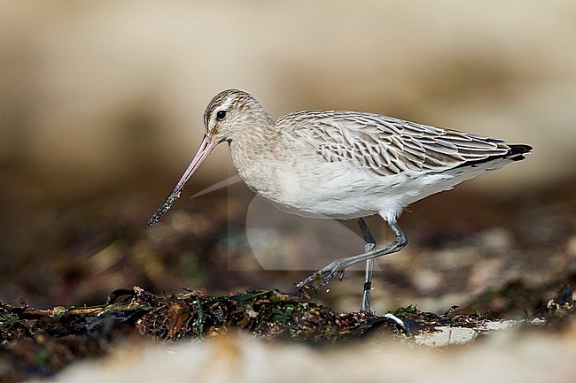 Bar-tailed Godwit - Pfuhlschnepfe - Limosa lapponica ssp. lapponica, Germany, adult female stock-image by Agami/Ralph Martin,