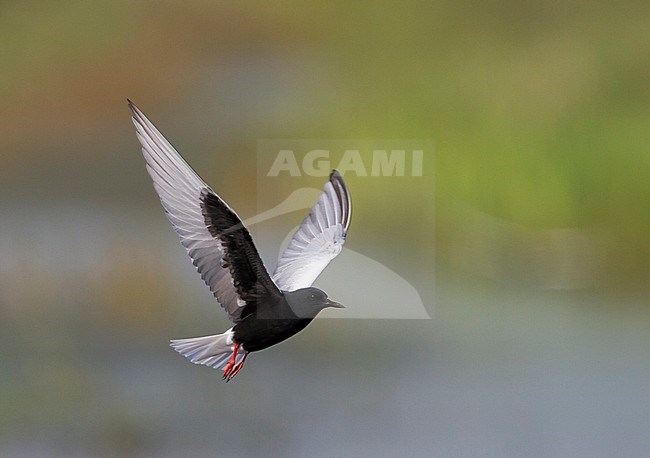 Witvleugelstern; White-winged Tern; Chlydonia leucopterus Poland, adult stock-image by Agami/Ralph Martin,