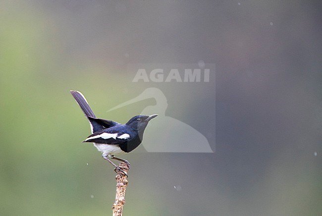 Oriental Magpie-Robin (Copsychus saularis) in rural area in southeast China. Male with cocked tail perched on an exposed branch. stock-image by Agami/Marc Guyt,