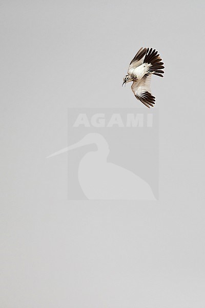 An adult male Greater Hoopoe-Lark (Alaemon alaudipes) is doing its display or songflight stock-image by Agami/Mathias Putze,