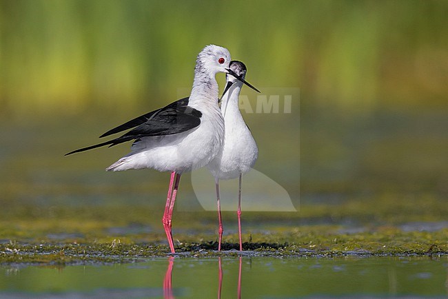 Black-winged Stilt (Himantopus himantopus), couple displaying in a marsh, Campania, Italy stock-image by Agami/Saverio Gatto,