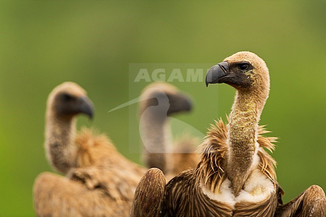 Group of African White-backed Vultures (Gyps africanus) stock-image by Agami/Bence Mate,