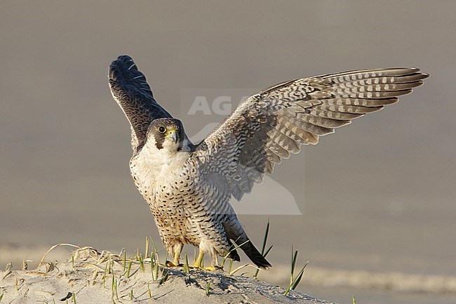 Slechtvalk man op het strand; Peregrine Falcon Male on the beach; stock-image by Agami/Arie Ouwerkerk,