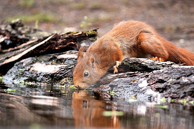 Red Squirrel, Sciurus vulgaris stock-image by Agami/Roy de Haas,