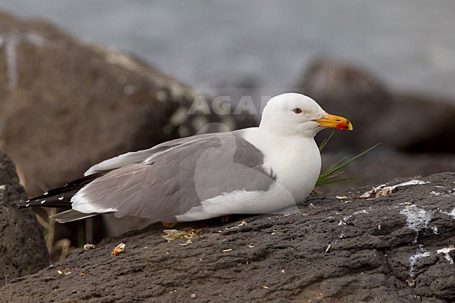 Volwassen Armeense Meeuw op rots, Adult Armenian Gull at rock stock-image by Agami/Daniele Occhiato,