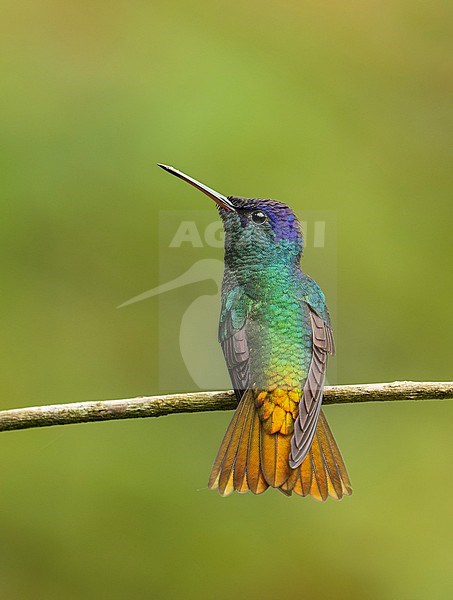 Male Golden-tailed Sapphire (Chrysuronia oenone josephinae) (subspecies) perched on a branch in Manu National Park, Peru, South America. stock-image by Agami/Steve Sánchez,