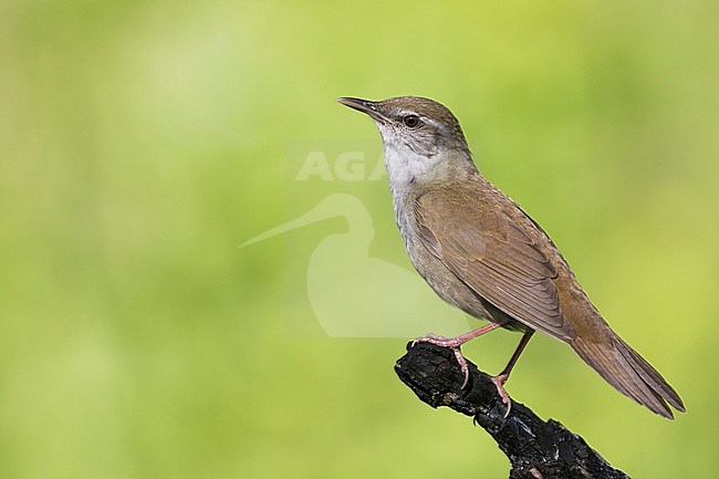 Adult Gray's Grasshopper Warbler (Locustella fasciolata) in Russia (Baikal). Side view of a perched bird. Also known as Helopsaltes fasciolatus. stock-image by Agami/Ralph Martin,