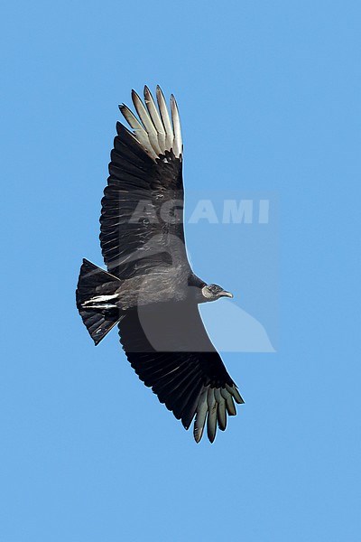 Adult Black Vulture
Galveston Co., Texas
April 2017 stock-image by Agami/Brian E Small,