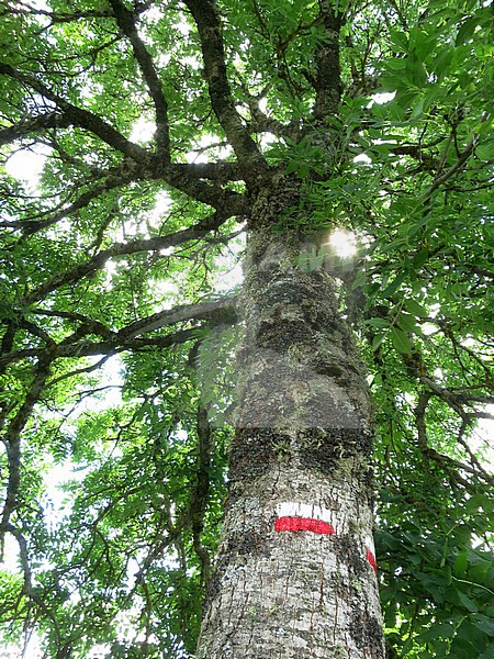 GR 65 sign of a large tree in southern France. French part of the Camino de Santiago. stock-image by Agami/Marc Guyt,