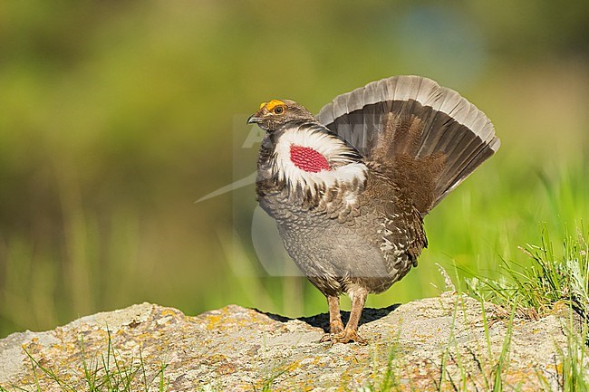 Adult male
Boulder Co., CO
June 2023 stock-image by Agami/Brian E Small,
