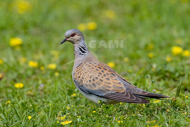 Zomertortel op de grond; European Turtle Dove on the ground stock-image by Agami/Daniele Occhiato,