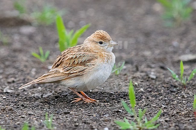 Greater Short-toed Lark (Calandrella brachydactyla), side view of an adult standing on the ground, Campania, Italy stock-image by Agami/Saverio Gatto,