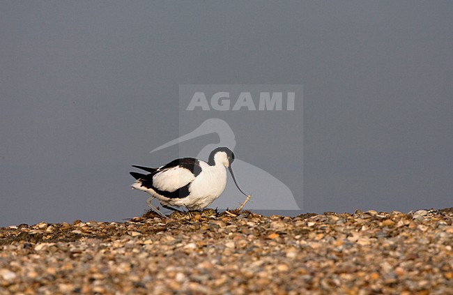 Kluut op nest; Pied Avocet at nest stock-image by Agami/Marc Guyt,