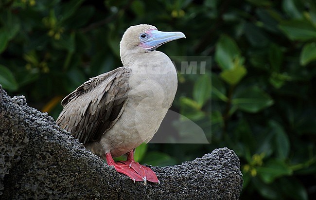 Red-footed Booby (Sula sula websteri) on the Galapagos islands, Ecuador. stock-image by Agami/Dani Lopez-Velasco,