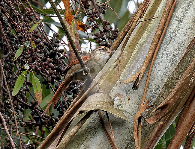 Line-cheeked (Baron's) Spinetail (Cranioleuca antisiensis baroni) perched on a branch in tree canopy stock-image by Agami/Andy & Gill Swash ,