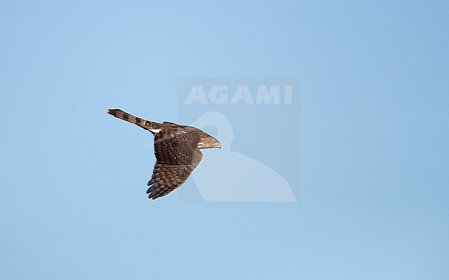 Juvenile Cooper's Hawk (Accipiter cooperii) in flight at migration at Cape May, New Jersey, USA stock-image by Agami/Helge Sorensen,