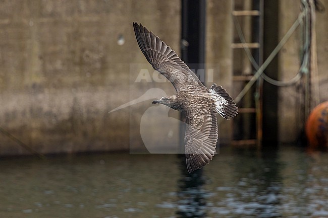 Juvenile Azores Gull (Larus 'michaellis' atlantis) flying on Praia Harbour, Terceira, Azores, Portugal. stock-image by Agami/Vincent Legrand,