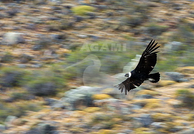 Andean Condor (Vultur gryphus) in flight over Patagonia in Argentina. It the largest flying bird in the world by weight and wingspan. stock-image by Agami/Marc Guyt,