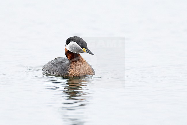 swimming adult red-necked grebe (Podiceps grisegena) in breeding plumage at the german Baltic Sea stock-image by Agami/Mathias Putze,