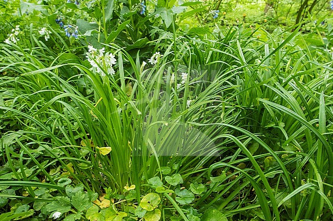 Three-cornered Leek stock-image by Agami/Wil Leurs,