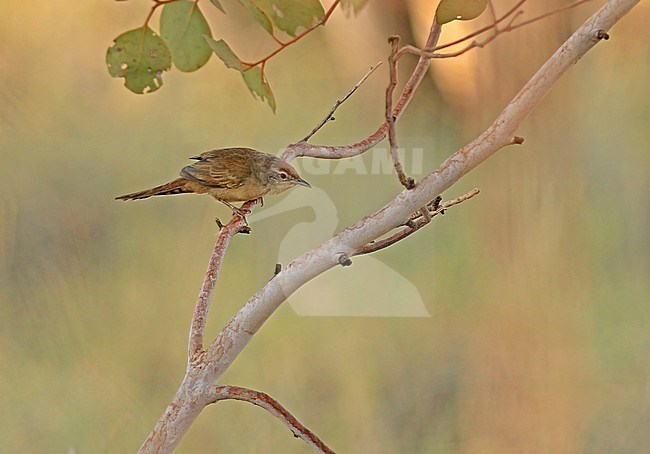 Spinifexbird (Poodytes carteri), endemic to inland Australia. Also known as Carter's desertbird stock-image by Agami/Pete Morris,