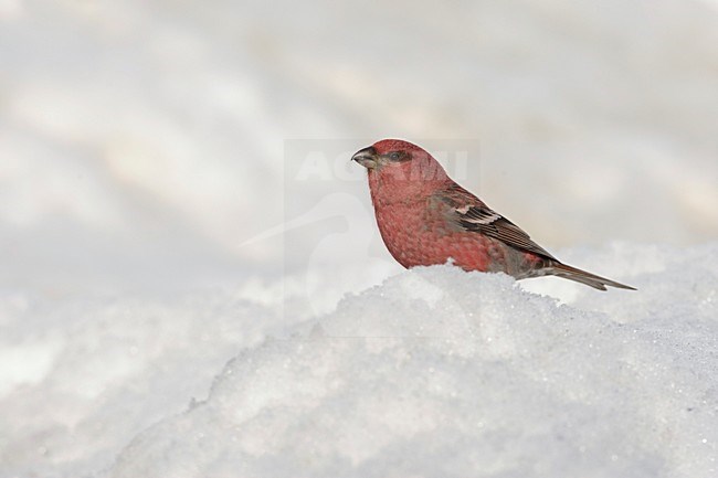 Haakbek man zittend in de sneeuw; Pine Grosbeak male perched in the snow stock-image by Agami/Arie Ouwerkerk,