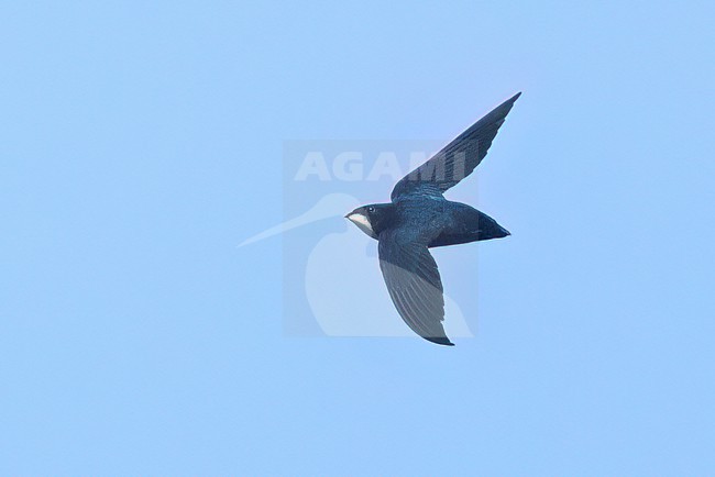 Philippine Spinetail (Mearnsia picina) soaring above the forest in the Philippines stock-image by Agami/Dubi Shapiro,