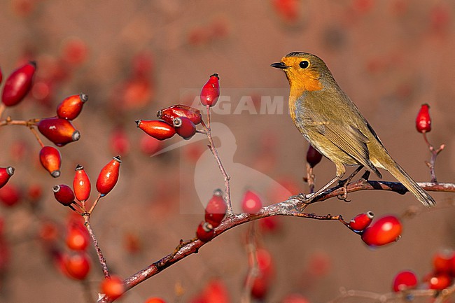 European Robin, Erithacus rubecula, in Italy. stock-image by Agami/Daniele Occhiato,