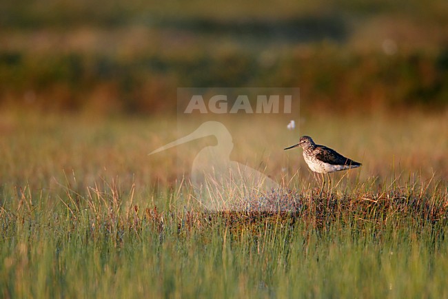 Groenpootruiter staand in gras; Common Greenshank perched in gras stock-image by Agami/Markus Varesvuo,