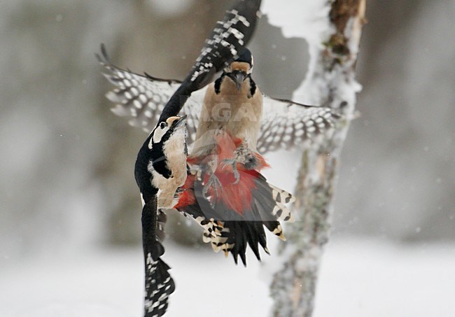Great Spotted Woodpecker (Dendrocopus major)Vaala Finland February 2008 stock-image by Agami/Markus Varesvuo,