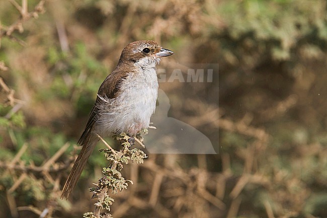 Turkestan Shrike - Turkestanwürger - Lanius phoenicuroides, Oman, immature stock-image by Agami/Ralph Martin,